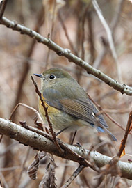 Harmony通信 2026年2月号